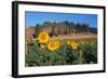 Sunflower field and cottage, San Giovanni d'Asso, Province of Siena, Tuscany, Italy-null-Framed Art Print