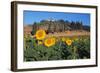 Sunflower field and cottage, San Giovanni d'Asso, Province of Siena, Tuscany, Italy-null-Framed Art Print