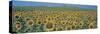 Sunflower Field Andalucia Spain-null-Stretched Canvas