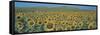 Sunflower Field Andalucia Spain-null-Framed Stretched Canvas