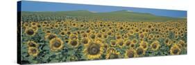 Sunflower Field Andalucia Spain-null-Stretched Canvas