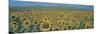 Sunflower Field Andalucia Spain-null-Mounted Photographic Print