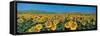 Sunflower Field Andalucia Spain-null-Framed Stretched Canvas