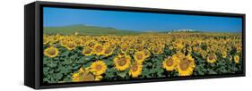 Sunflower Field Andalucia Spain-null-Framed Stretched Canvas