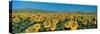 Sunflower Field Andalucia Spain-null-Stretched Canvas