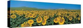 Sunflower Field Andalucia Spain-null-Stretched Canvas