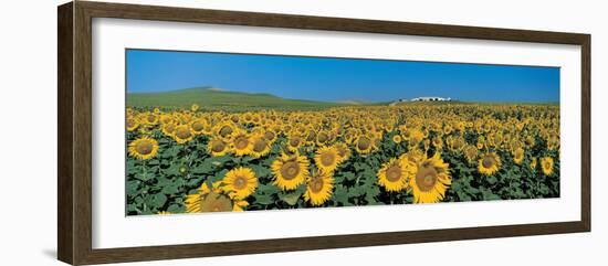 Sunflower Field Andalucia Spain-null-Framed Photographic Print