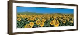 Sunflower Field Andalucia Spain-null-Framed Photographic Print