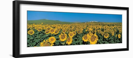 Sunflower Field Andalucia Spain-null-Framed Photographic Print