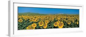 Sunflower Field Andalucia Spain-null-Framed Photographic Print