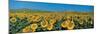 Sunflower Field Andalucia Spain-null-Mounted Photographic Print