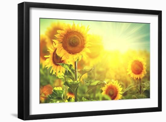 Sunflower Field. Beautiful Sunflowers Blooming on the Field. Growing Yellow Flowers-Subbotina Anna-Framed Premium Photographic Print