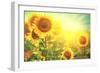 Sunflower Field. Beautiful Sunflowers Blooming on the Field. Growing Yellow Flowers-Subbotina Anna-Framed Premium Photographic Print