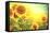 Sunflower Field. Beautiful Sunflowers Blooming on the Field. Growing Yellow Flowers-Subbotina Anna-Framed Stretched Canvas