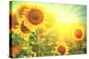 Sunflower Field. Beautiful Sunflowers Blooming on the Field. Growing Yellow Flowers-Subbotina Anna-Stretched Canvas