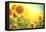 Sunflower Field. Beautiful Sunflowers Blooming on the Field. Growing Yellow Flowers-Subbotina Anna-Framed Stretched Canvas