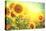 Sunflower Field. Beautiful Sunflowers Blooming on the Field. Growing Yellow Flowers-Subbotina Anna-Stretched Canvas