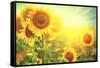 Sunflower Field. Beautiful Sunflowers Blooming on the Field. Growing Yellow Flowers-Subbotina Anna-Framed Stretched Canvas