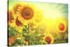 Sunflower Field. Beautiful Sunflowers Blooming on the Field. Growing Yellow Flowers-Subbotina Anna-Stretched Canvas