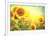 Sunflower Field. Beautiful Sunflowers Blooming on the Field. Growing Yellow Flowers-Subbotina Anna-Framed Photographic Print