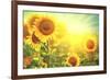 Sunflower Field. Beautiful Sunflowers Blooming on the Field. Growing Yellow Flowers-Subbotina Anna-Framed Photographic Print