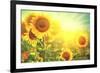 Sunflower Field. Beautiful Sunflowers Blooming on the Field. Growing Yellow Flowers-Subbotina Anna-Framed Photographic Print