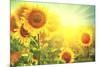 Sunflower Field. Beautiful Sunflowers Blooming on the Field. Growing Yellow Flowers-Subbotina Anna-Mounted Photographic Print