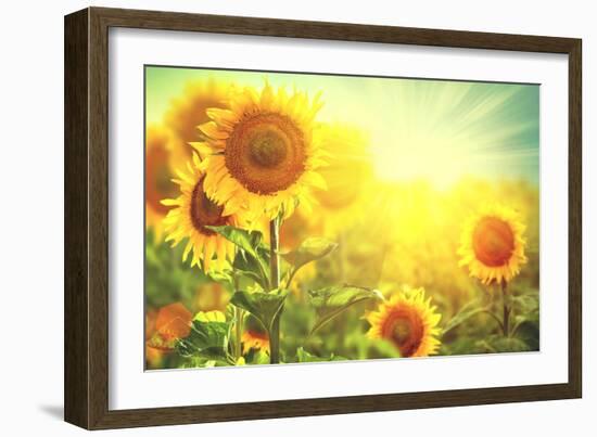 Sunflower Field. Beautiful Sunflowers Blooming on the Field. Growing Yellow Flowers-Subbotina Anna-Framed Photographic Print