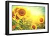 Sunflower Field. Beautiful Sunflowers Blooming on the Field. Growing Yellow Flowers-Subbotina Anna-Framed Photographic Print