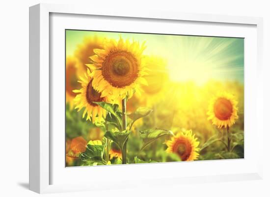 Sunflower Field. Beautiful Sunflowers Blooming on the Field. Growing Yellow Flowers-Subbotina Anna-Framed Photographic Print