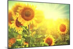 Sunflower Field. Beautiful Sunflowers Blooming on the Field. Growing Yellow Flowers-Subbotina Anna-Mounted Photographic Print