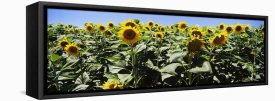 Sunflower Field, California, USA-null-Framed Stretched Canvas