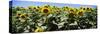 Sunflower Field, California, USA-null-Stretched Canvas