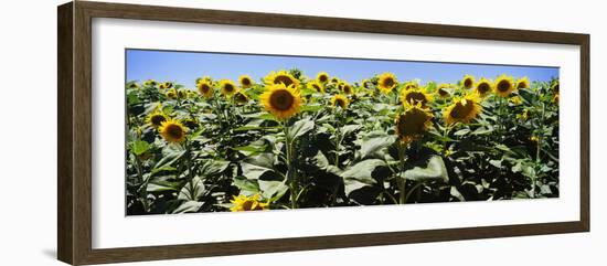 Sunflower Field, California, USA-null-Framed Photographic Print