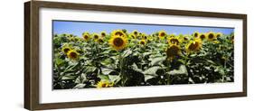 Sunflower Field, California, USA-null-Framed Photographic Print