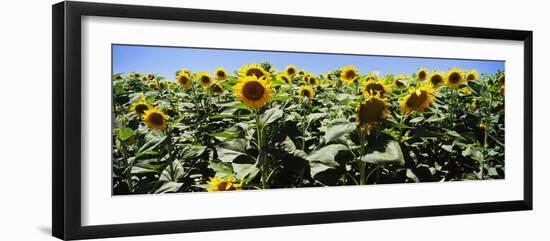 Sunflower Field, California, USA-null-Framed Photographic Print