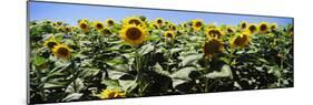 Sunflower Field, California, USA-null-Mounted Photographic Print