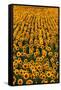 Sunflower Field in Bloom-Darrell Gulin-Framed Stretched Canvas