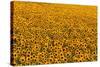 Sunflower Field in Bloom-Darrell Gulin-Stretched Canvas