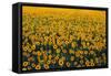 Sunflower Field in Bloom-Darrell Gulin-Framed Stretched Canvas