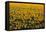 Sunflower Field in Bloom-Darrell Gulin-Framed Stretched Canvas