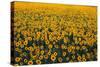 Sunflower Field in Bloom-Darrell Gulin-Stretched Canvas