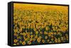 Sunflower Field in Bloom-Darrell Gulin-Framed Stretched Canvas