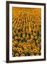 Sunflower Field in Bloom-Darrell Gulin-Framed Photographic Print