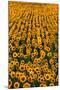 Sunflower Field in Bloom-Darrell Gulin-Mounted Photographic Print