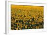 Sunflower Field in Bloom-Darrell Gulin-Framed Photographic Print