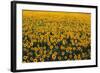 Sunflower Field in Bloom-Darrell Gulin-Framed Photographic Print