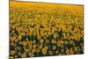 Sunflower Field in Bloom-Darrell Gulin-Mounted Photographic Print
