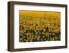 Sunflower Field in Bloom-Darrell Gulin-Framed Photographic Print