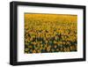 Sunflower Field in Bloom-Darrell Gulin-Framed Photographic Print